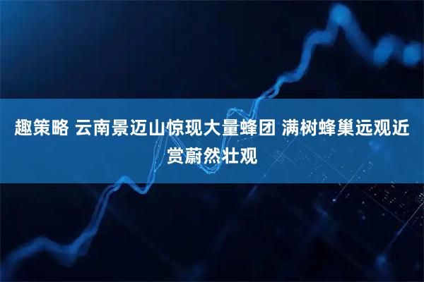 趣策略 云南景迈山惊现大量蜂团 满树蜂巢远观近赏蔚然壮观